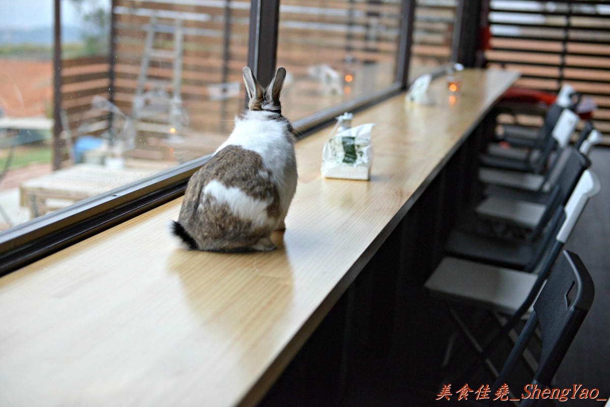 [台中清水]Two兔CAFE – 清水新的夜景咖啡廳,170度廣角視野,可看夜景和夕陽美景,店內還有兩隻小兔仔,肥胖可愛的萌樣讓心都快被融化了。
