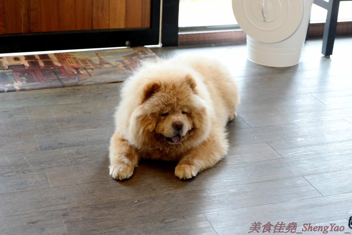 [台中沙鹿]啡熊咖啡工坊 – 沙鹿新開幕的輕食咖啡店,特殊自家客廳式用餐環境,餐點價格便宜,接近兩枚50元硬幣直徑厚度的鬆餅超吸睛,口感不輸台中知名下午茶店,店內還有超級可愛的鬆獅犬店狗