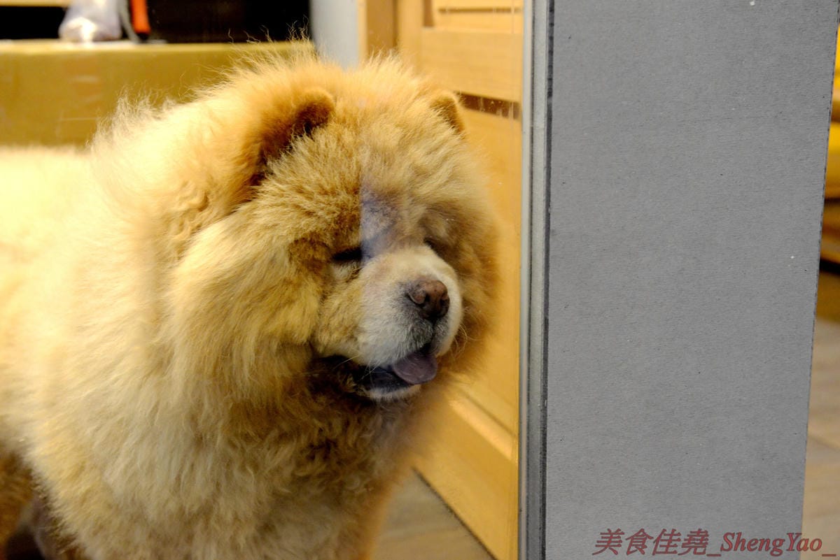 [台中沙鹿]啡熊咖啡工坊 – 沙鹿新開幕的輕食咖啡店,特殊自家客廳式用餐環境,餐點價格便宜,接近兩枚50元硬幣直徑厚度的鬆餅超吸睛,口感不輸台中知名下午茶店,店內還有超級可愛的鬆獅犬店狗
