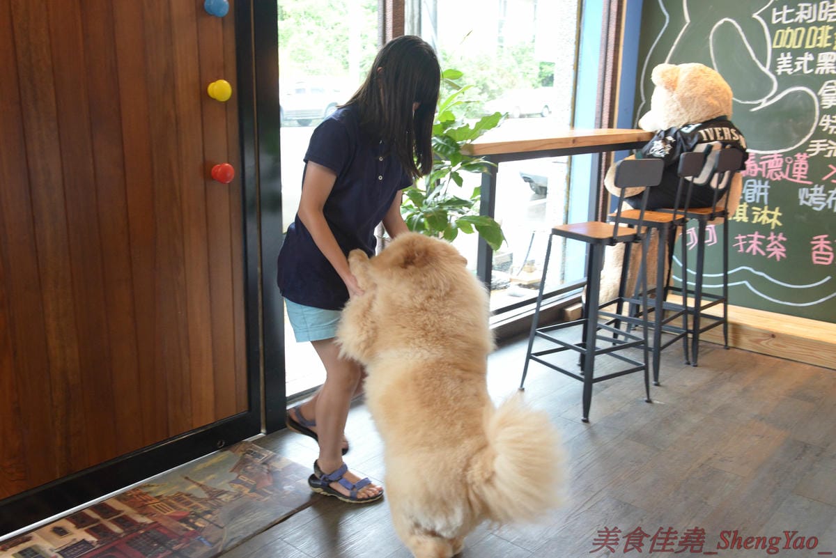 [台中沙鹿]啡熊咖啡工坊 – 沙鹿新開幕的輕食咖啡店,特殊自家客廳式用餐環境,餐點價格便宜,接近兩枚50元硬幣直徑厚度的鬆餅超吸睛,口感不輸台中知名下午茶店,店內還有超級可愛的鬆獅犬店狗