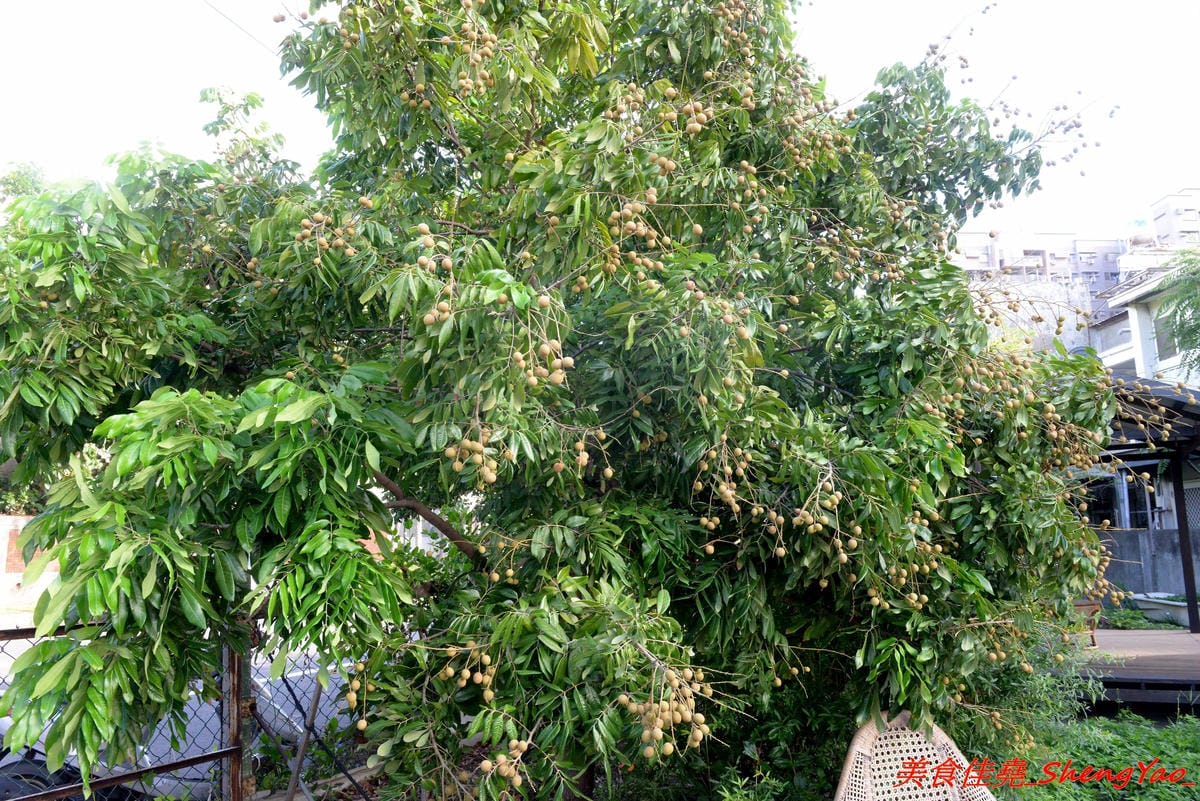 [台中清水]喵喵包 手做包子舖 – 清水隱密的眷村手工包子舖,店家做網路包子宅配已經超過5年,飯糰也是人氣商品,料多實在,裏頭竟然還有包紅麴糖心蛋,店家態度親切,內用可以坐在果園內吃,別有