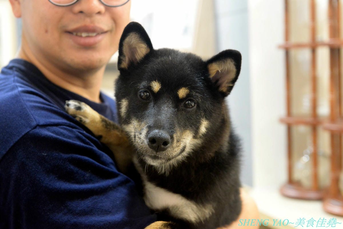 [台中西區]此木二水 Shiba Kori – 台中第一家柴犬主題文創冰店,寵物友善餐廳,店內不但有超可愛黑柴店長,還有一些和柴犬有關的圖書、裝飾,療癒感十足,主要販售手作雪花冰和港式糖水,雪花冰口