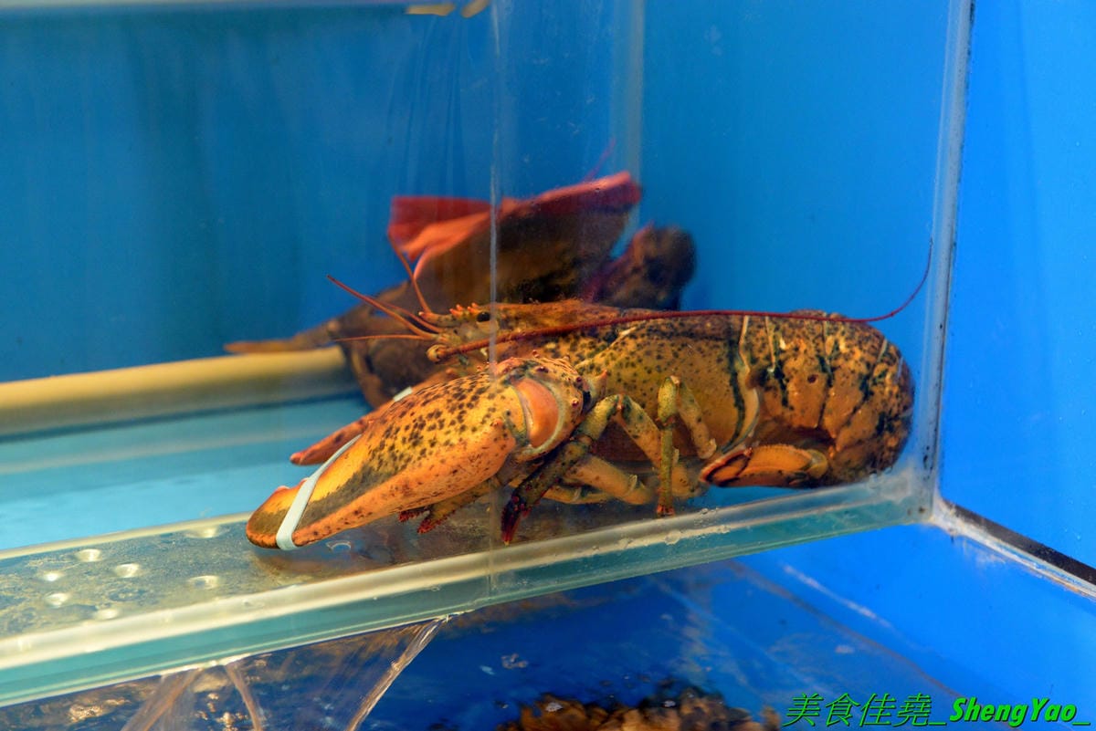 [台中龍井]旭川鱻鍋物 – 台中海線首家活體海鮮蒸氣火鍋,一個人也能吃的蒸氣鍋,特色湯頭均不加價,超多種現撈活體海鮮,平價消費不收服務費,7月底以前用餐打卡分享就免費續肉盤,雙人套餐可續