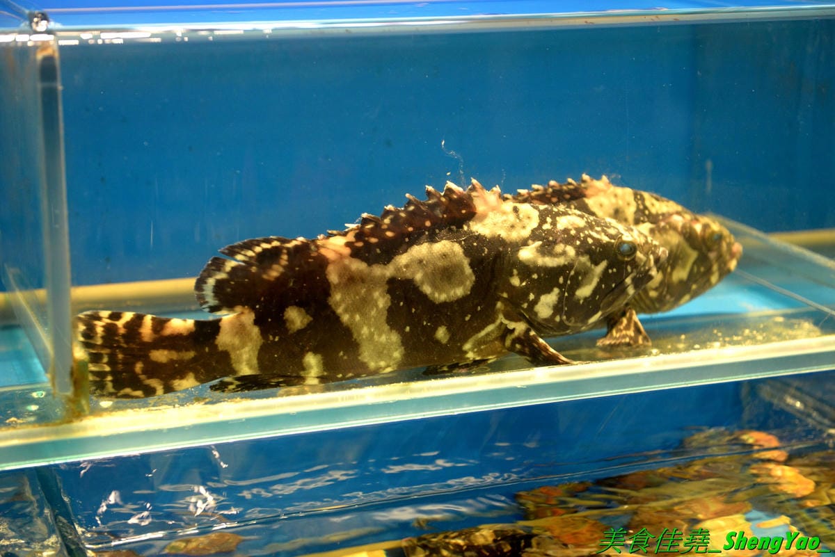 [台中龍井]旭川鱻鍋物 – 台中海線首家活體海鮮蒸氣火鍋,一個人也能吃的蒸氣鍋,特色湯頭均不加價,超多種現撈活體海鮮,平價消費不收服務費,7月底以前用餐打卡分享就免費續肉盤,雙人套餐可續