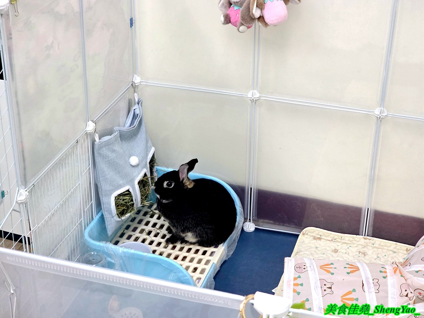 [台中沙鹿]斜槓兔兔 – 海線新開幕的兔子友善餐廳，周末假日會有可愛店兔出沒，平日也可以帶自己的兔子來交朋友。